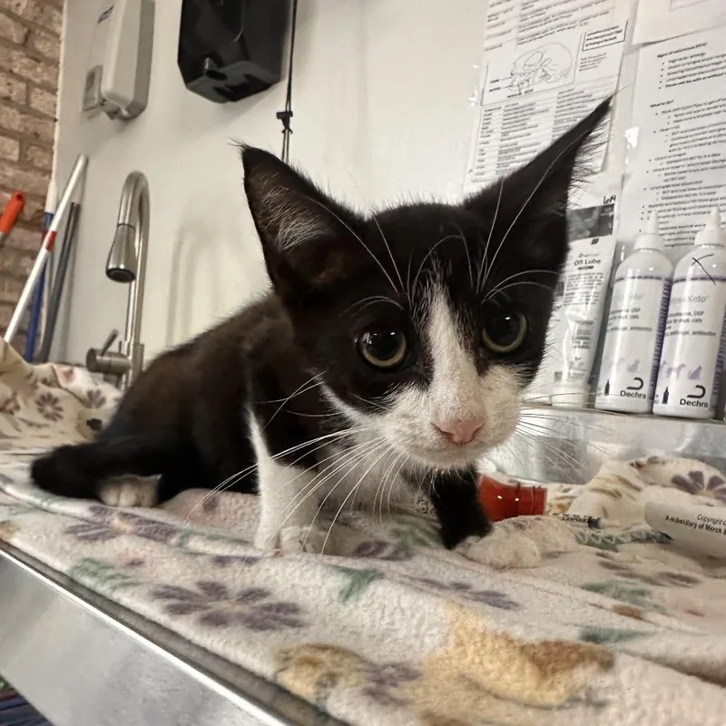 A baby small-sized male Black Domestic Short Hair cat named Journey for adoption in Lakeland, FL