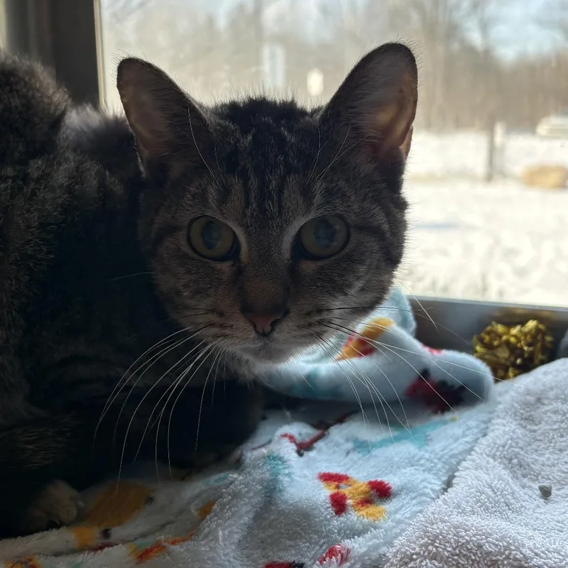 An adult medium-sized female Brown / Chocolate Domestic Short Hair cat named Missy bonded w Mazzy for adoption in Columbia Station, OH