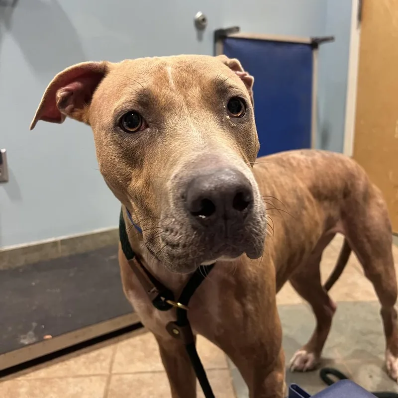 An adult large-sized male Brindle Mixed Breed dog named Ventura for adoption in Chattanooga, TN