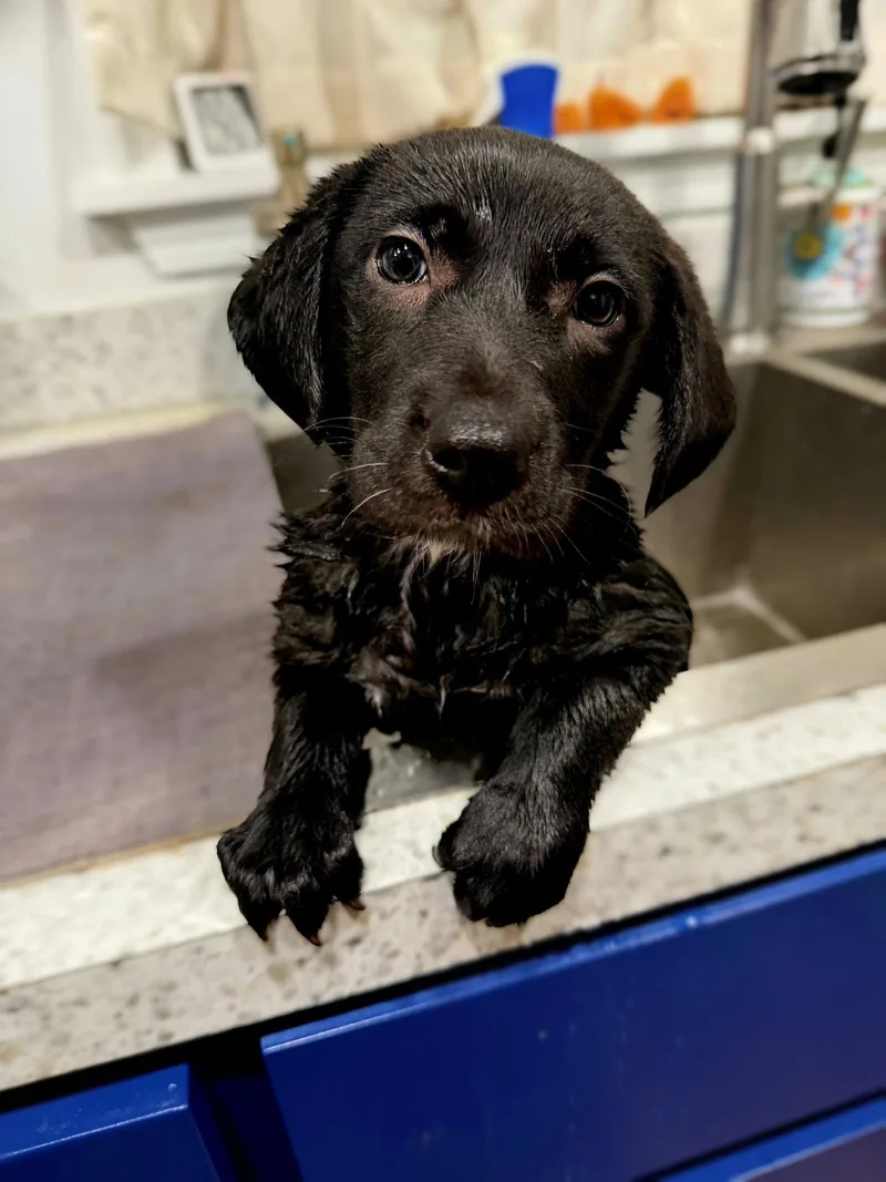 A young large-sized female Labrador Retriever dog named Melba for adoption in Jackson, MS