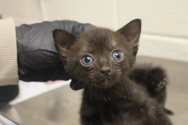 A baby small-sized female Domestic Short Hair cat named Jane for adoption in Columbia, SC