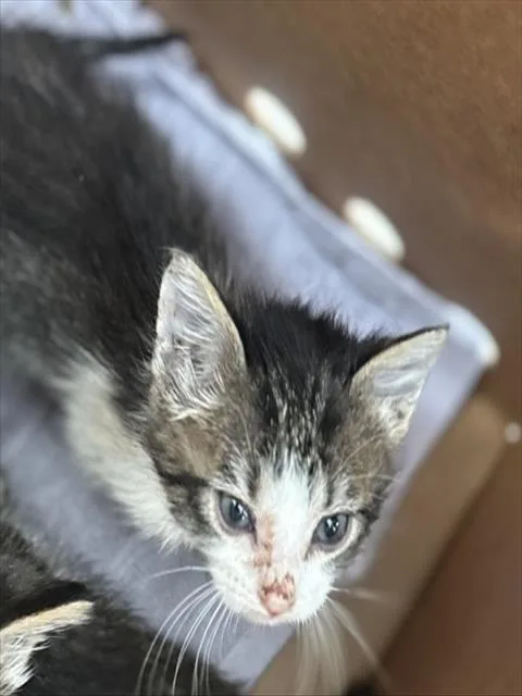 A baby medium-sized female Domestic Short Hair cat named Ash for adoption in Dallas, TX