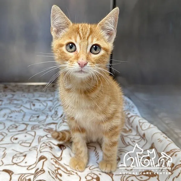 A baby small-sized male Domestic Short Hair cat named Charlie for adoption in Irvine, CA
