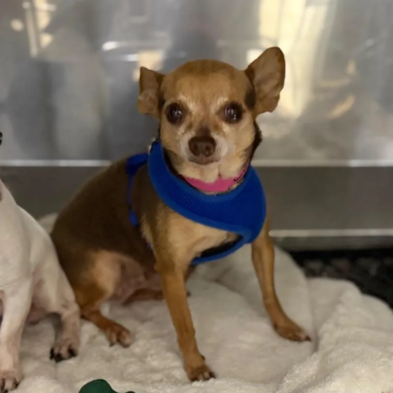 A senior small-sized female Chihuahua dog named Coconut for adoption in Bradenton, FL