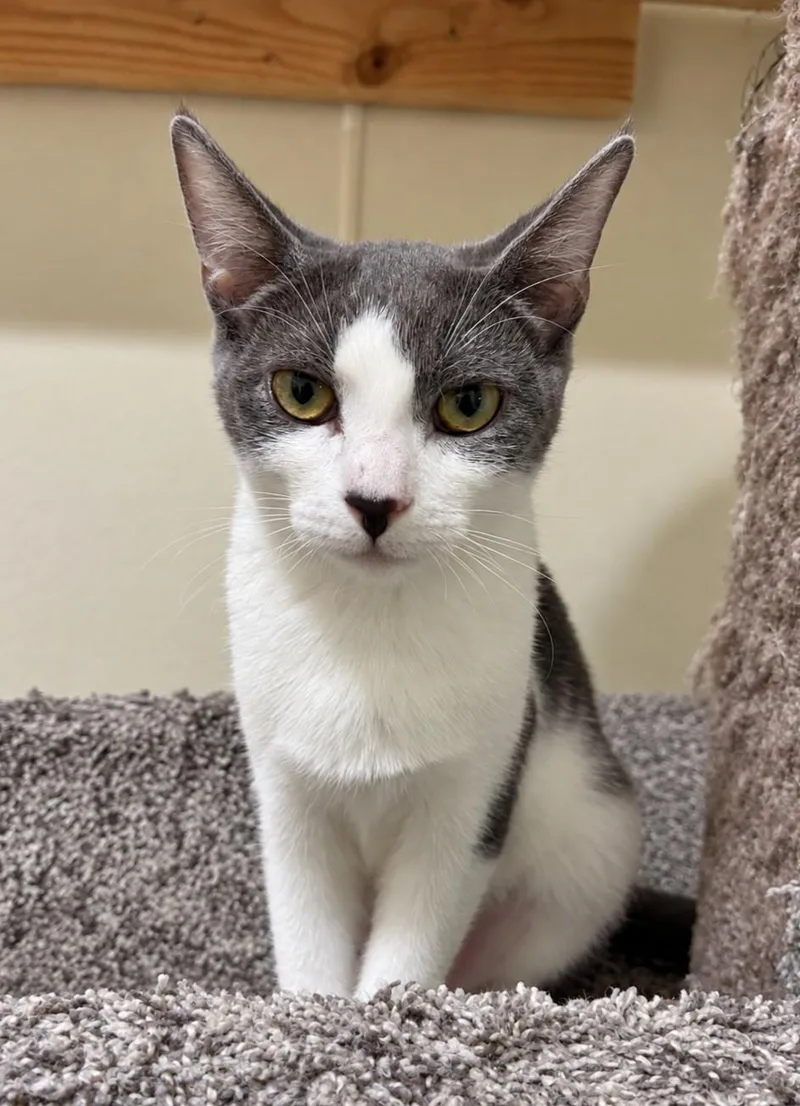 A baby medium-sized female Gray & White Domestic Short Hair cat named Biscuit for adoption in Lodi, CA