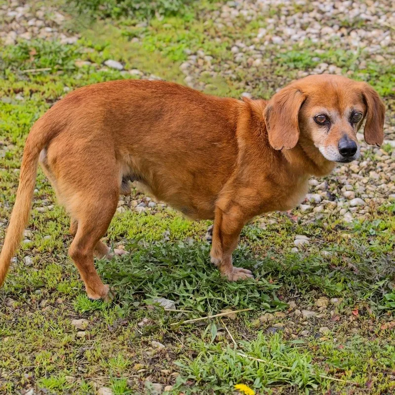 Bo