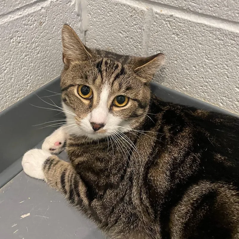 A young medium-sized male Domestic Short Hair cat named Heath Bar for adoption in South Bend, IN