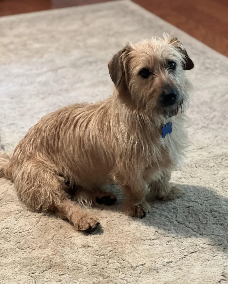 An adult small-sized male Norfolk Terrier dog named Hollywood for adoption in Lakemont, GA