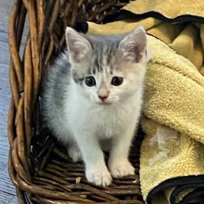 A baby small-sized female White Domestic Short Hair cat named Lulu for adoption in Long Beach, CA