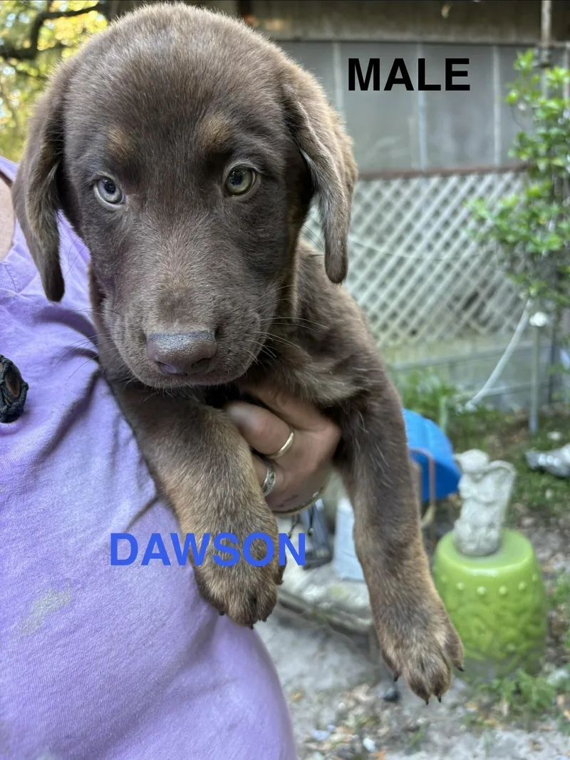 A baby large-sized male Brown / Chocolate Chocolate Labrador Retriever dog named The Lab Curr litter for adoption in Jacksonville, FL