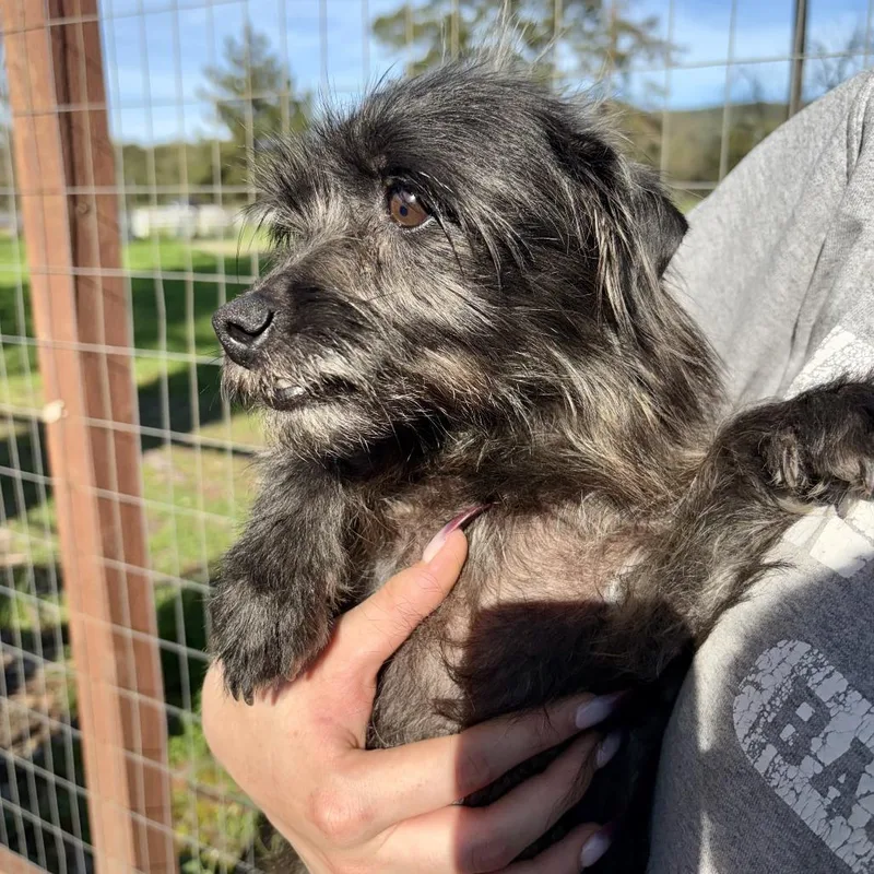 An adult small-sized female Black Terrier dog named Matilda for adoption in Sonoma, CA