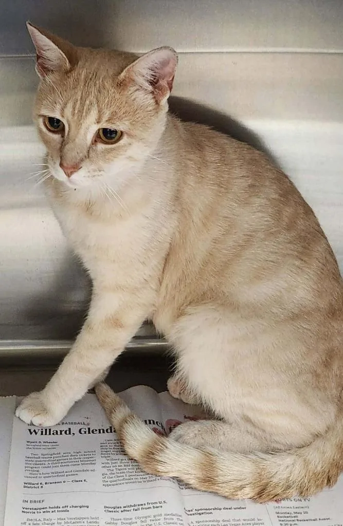 A young medium-sized male Domestic Short Hair cat named Bigfoot for adoption in Republic, MO