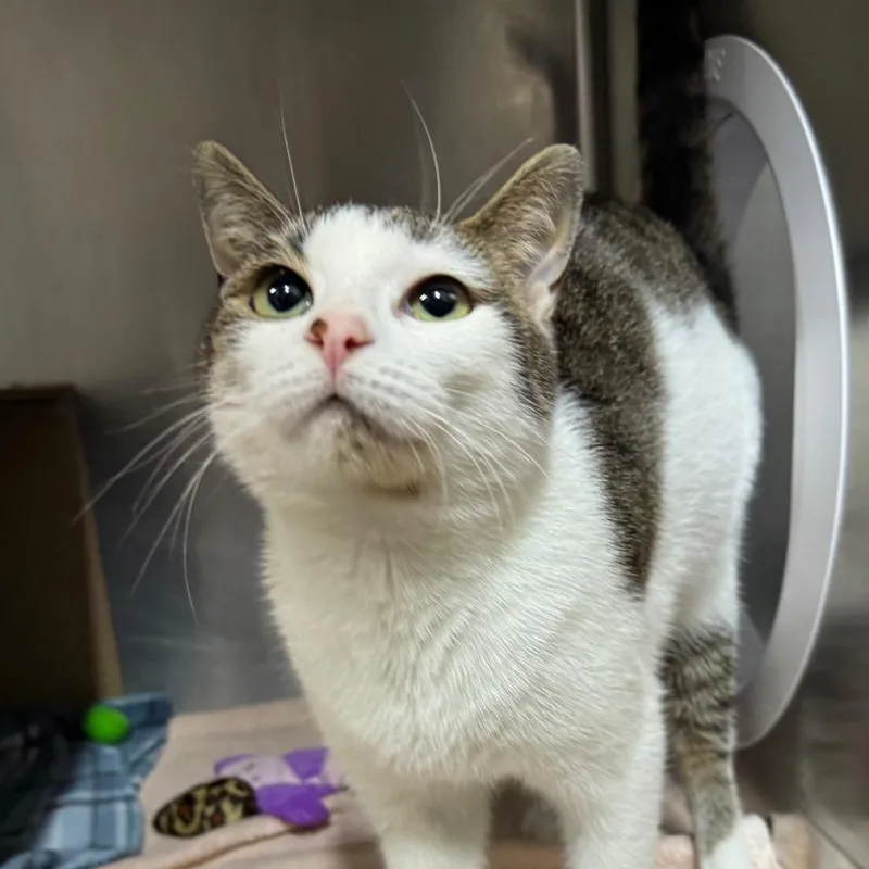 A young medium-sized female White Domestic Short Hair cat named Mellow for adoption in West Olive, MI