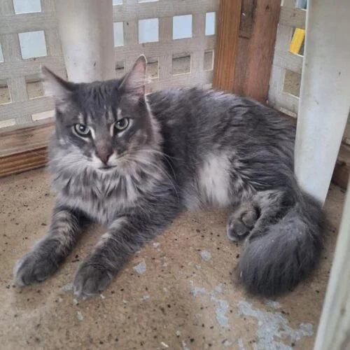 A young medium-sized male Maine Coon cat named Lucky for adoption in Tampa, FL