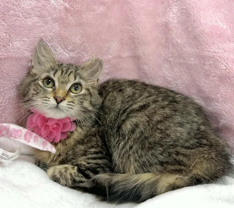 Cutie Patootie thumbnail 2