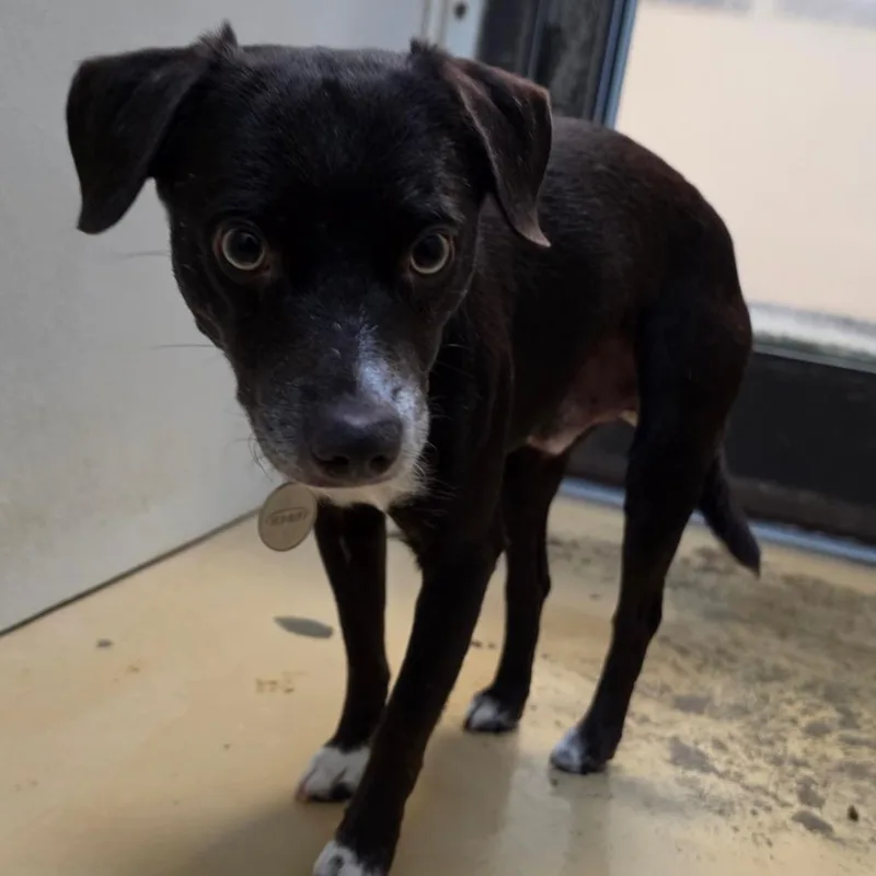 A young small-sized male Brown / Chocolate Terrier dog named Toby  Chino Hills for adoption in Chino Hills, CA