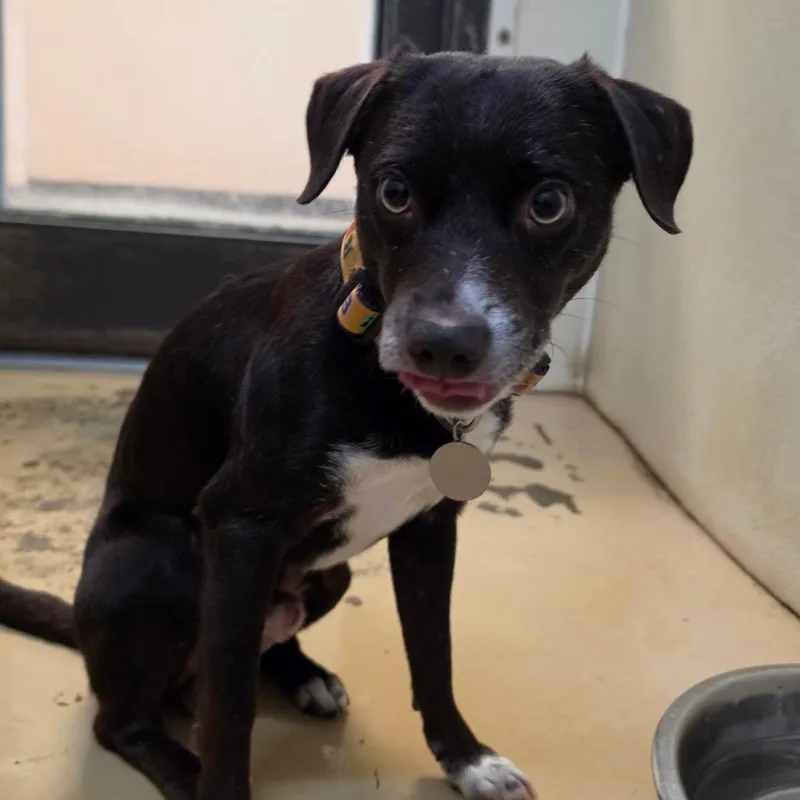 Toby  Chino Hills thumbnail 2