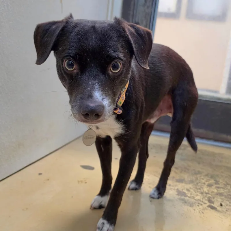 Toby  Chino Hills thumbnail 3