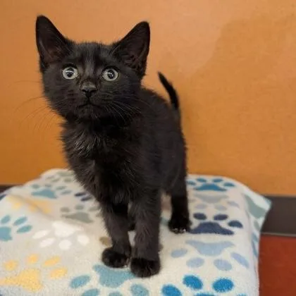 A baby small-sized female Black Domestic Short Hair cat named Glinda for adoption in Rochester, MN