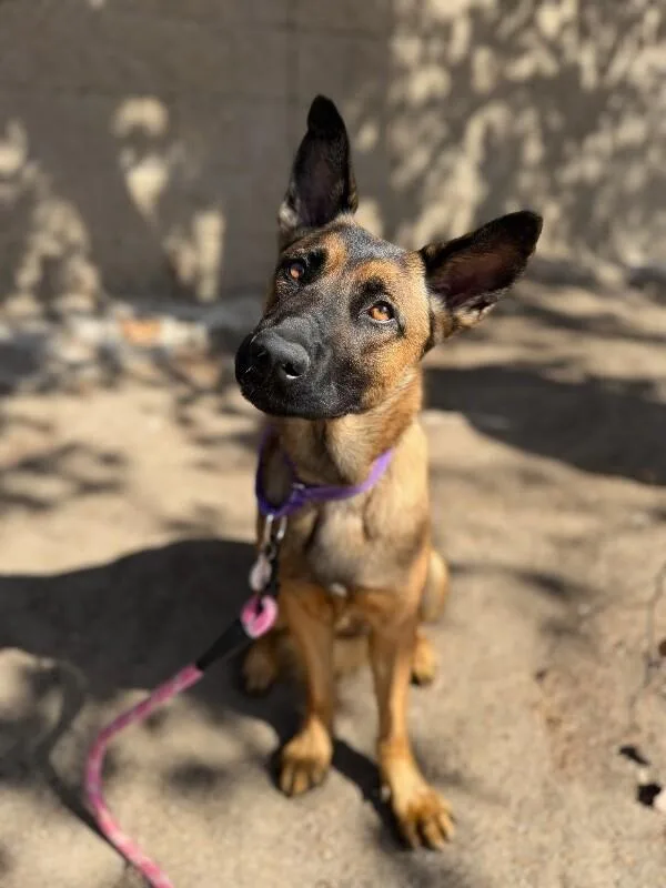 An adult medium-sized female Brown / Chocolate German Shepherd Dog dog named Honey for adoption in Manhattan Beach, CA