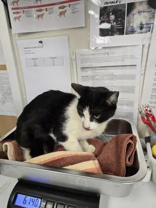 An adult small-sized female Domestic Short Hair cat named Sarabi for adoption in Roseville, CA