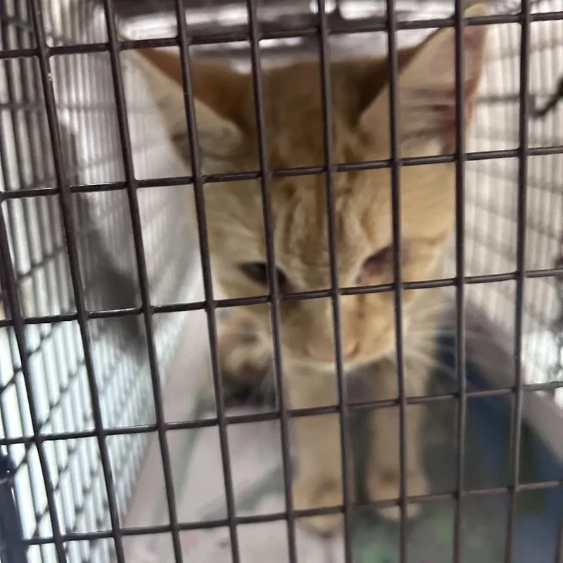 An adult medium-sized male Orange / Red Domestic Short Hair cat named Jax May for adoption in Philadelphia, PA