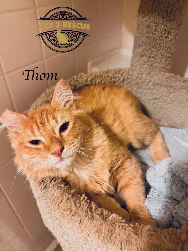 A young medium-sized male Orange / Red Domestic Medium Hair cat named Thom for adoption in Riverside, CA