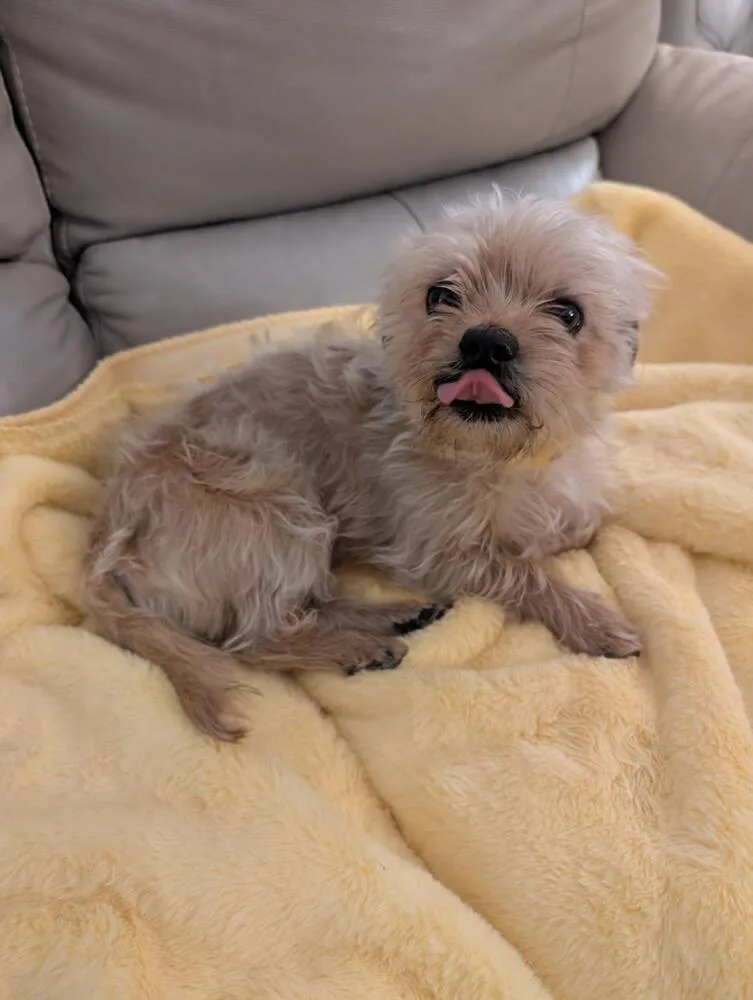 An adult small-sized female Yorkshire Terrier dog named Brownie for adoption in Caldwell, NJ