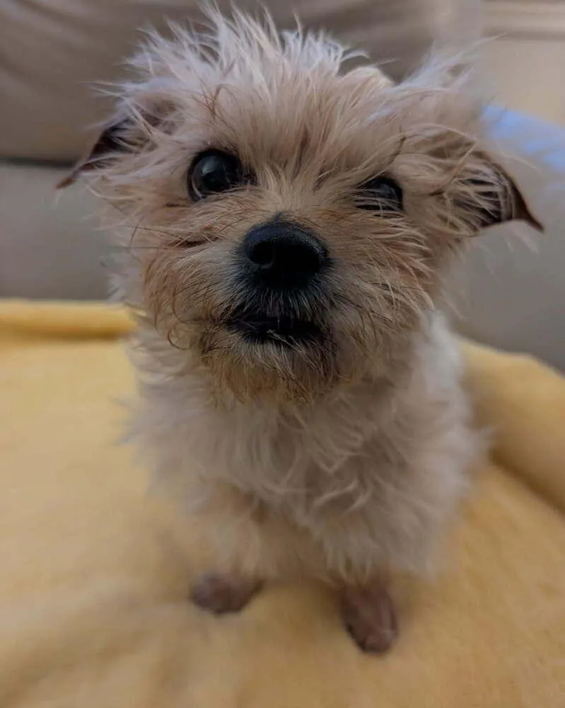 Brownie thumbnail 3