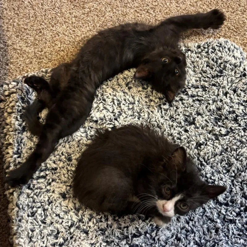 A baby small-sized male Black Domestic Short Hair cat named Nick Biermann Schneider for adoption in Morrison, CO
