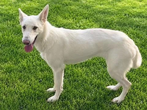A young large-sized female German Shepherd Dog dog named Butterfly for adoption in Lancaster, CA
