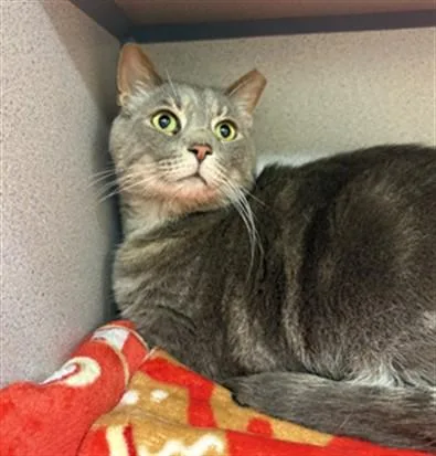 An adult small-sized male Domestic Short Hair cat named Yukon for adoption in Aliquippa, PA