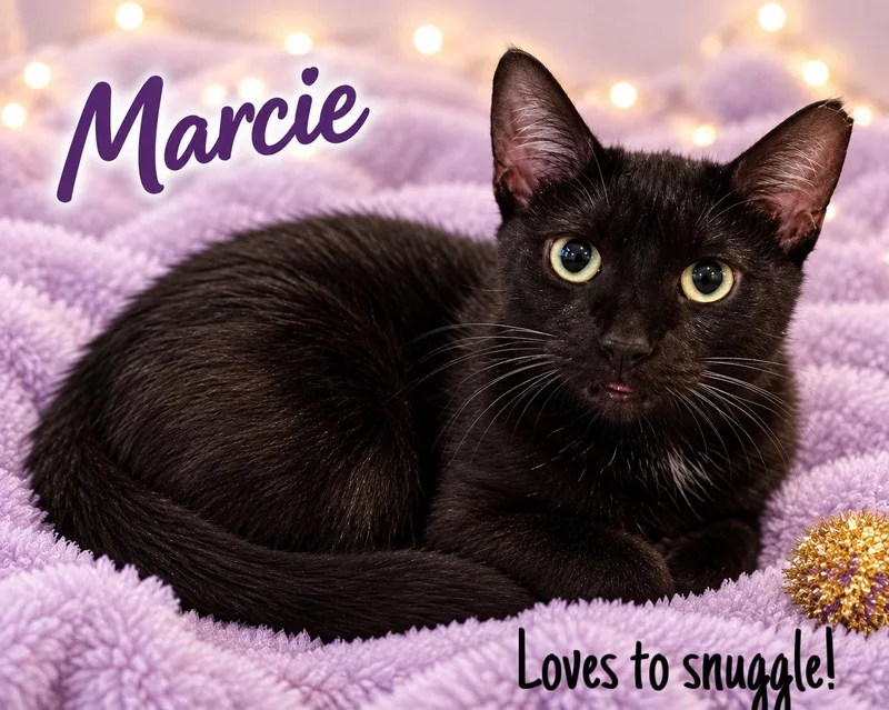 A young medium-sized female Black Domestic Short Hair cat named Marcie for adoption in Greenville, DE