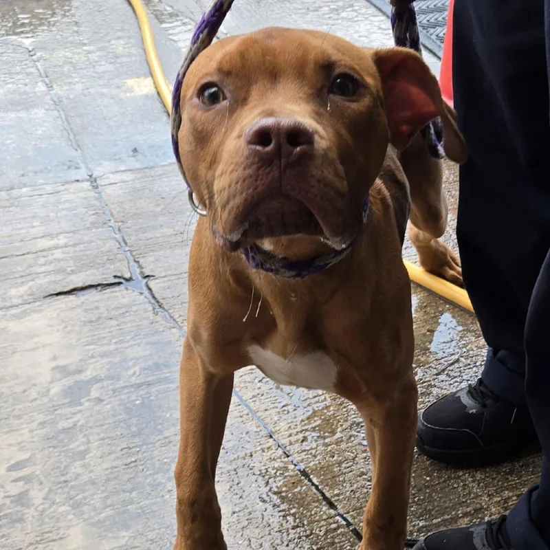 A young medium-sized male Red / Chestnut / Orange Pit Bull Terrier dog named Hayes for adoption in Newark, NJ