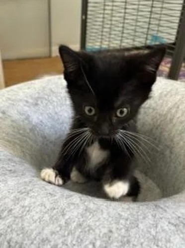 A baby small-sized male Domestic Short Hair cat named Tux for adoption in Camarillo, CA