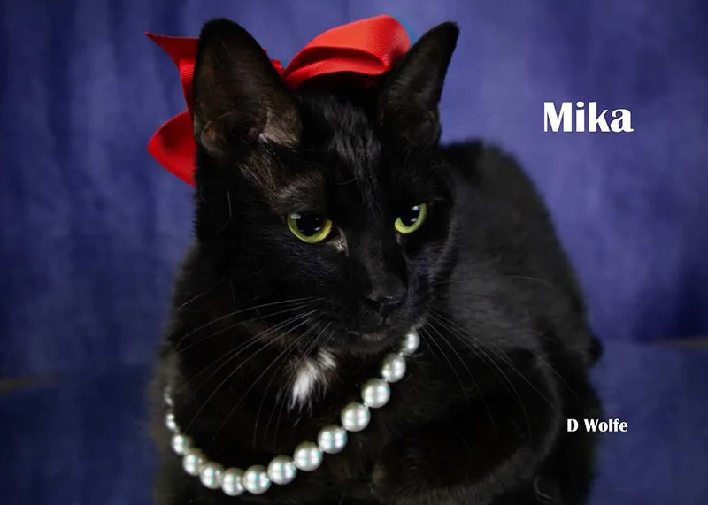 An adult small-sized female Black Domestic Short Hair cat named Mika for adoption in York, NE