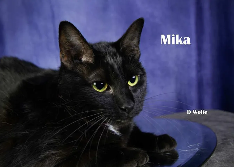 Mika thumbnail 2