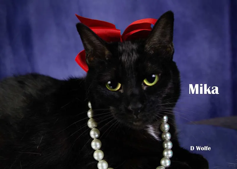 Mika thumbnail 3