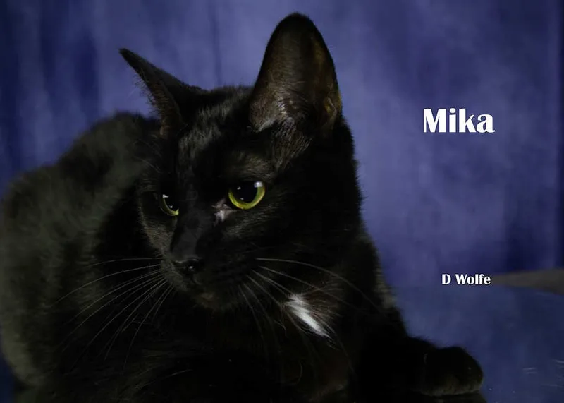 Mika thumbnail 4
