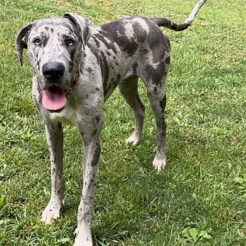 A baby extra large-sized male Harlequin Great Dane dog named Bravo for adoption in Albany, NY