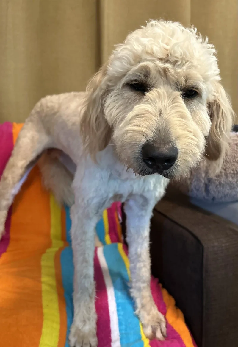 An adult large-sized female Golden Retriever dog named Peep Apr for adoption in Pacolet, SC