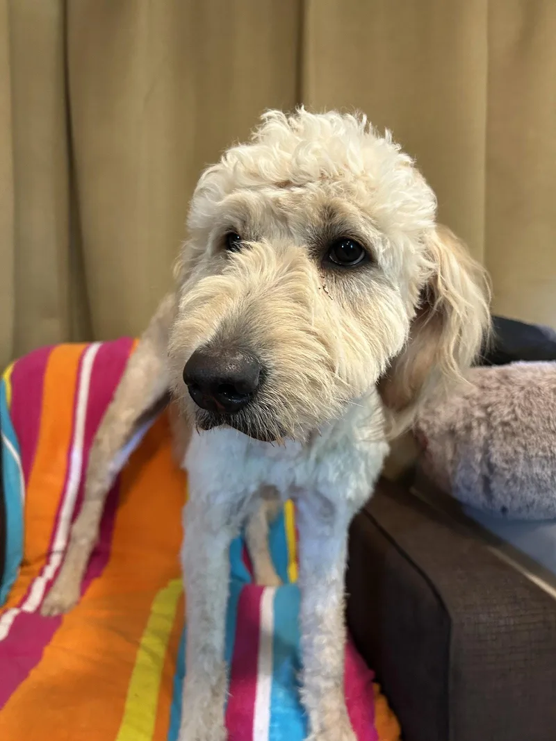 Peep Apr thumbnail 2