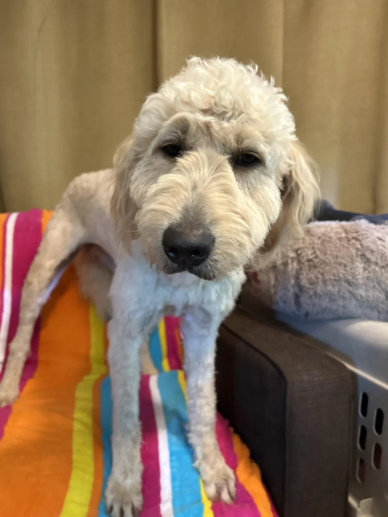 Peep Apr thumbnail 3