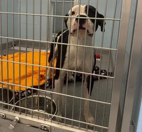 A young large-sized male Pit Bull Terrier dog named Dennis for adoption in Toledo, OH