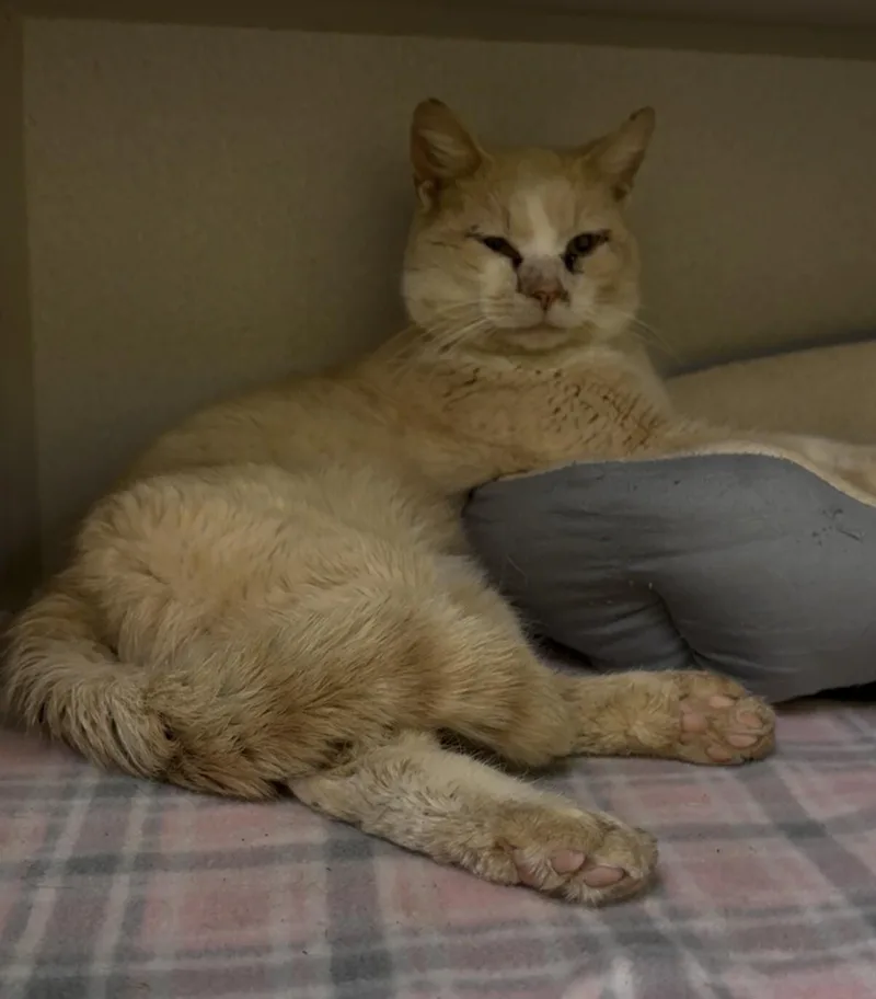 An adult medium-sized male Orange / Red Domestic Short Hair cat named Scruffy for adoption in Osseo, MI