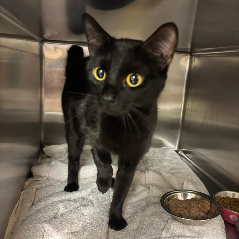 A young medium-sized female Black Domestic Short Hair cat named Annabelle for adoption in Ottawa, KS