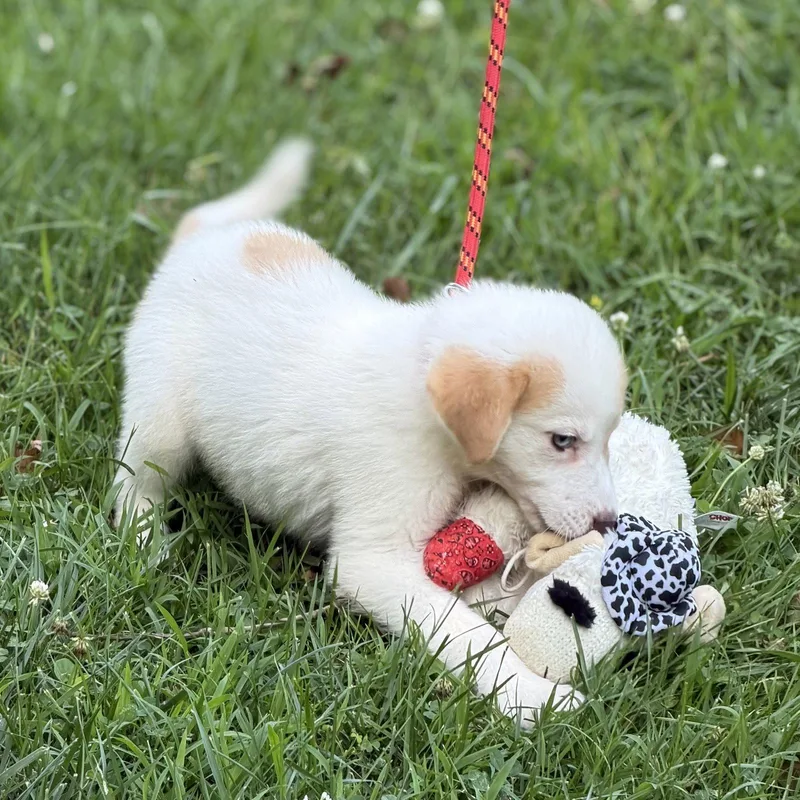 A baby medium-sized female Great Pyrenees dog named Astrid Lower Fee! for adoption in Locust Fork, AL