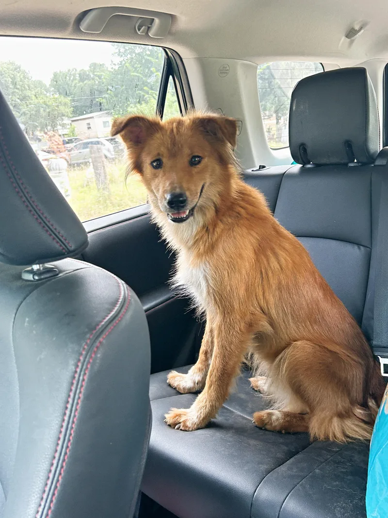 An adult medium-sized female Golden Retriever dog named Tye for adoption in LAMPASAS, TX