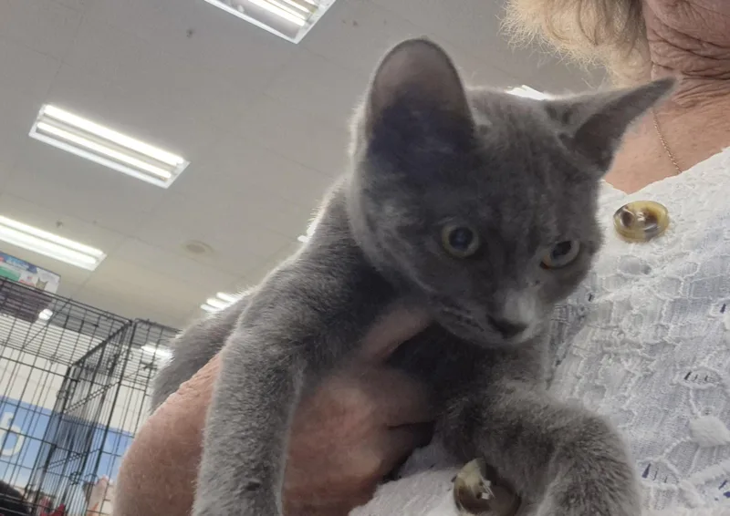 A baby small-sized female Gray / Blue / Silver Russian Blue cat named Misty for adoption in Los Angeles, CA