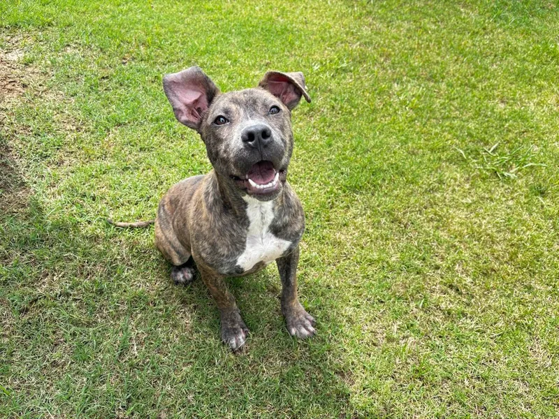 A young small-sized male Pit Bull Terrier dog named Jim for adoption in Appling, GA